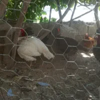 خروس گلین بهترین خروس