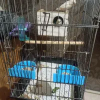 کوتوله نروماده