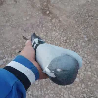 کبوتر پلاکی|پرنده|رامشیر, |دیوار