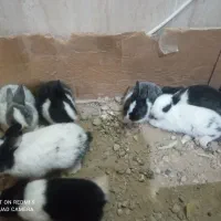 بچه خرگوش