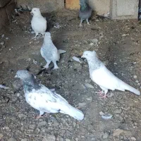 کله سبز ماده