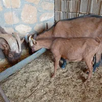 آلپاین|حیوانات مزرعه|شیراز, قلات|دیوار