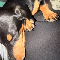 فروش سگ نژاد داشهوند