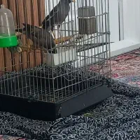 مرغ مینا سخنگو|پرنده|قدس, شهر‌قدس|دیوار