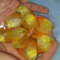 دیسکس از سایز ۲ اینچ تا اورسایز|ماهی|اصفهان, ابر|دیوار