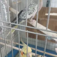 عروس هلندی گلباقالی