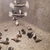 همه پرشی بشرت همه ناشین