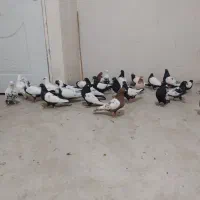 کبوتر|پرنده|سنندج, |دیوار