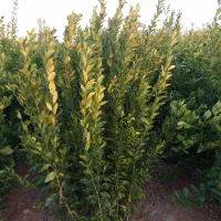 انواع نهال مرکبات|خدمات باغبانی و درختکاری|جیرفت, |دیوار