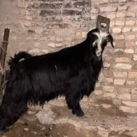 دبر، پازن دو رون شهرکردی