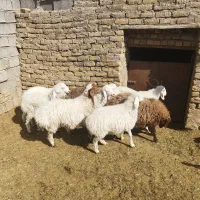 بره|حیوانات مزرعه|کاخک, |دیوار