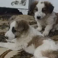 توله سگ|سگ|مشهد, انصار|دیوار