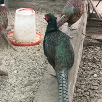 فروش تخم نطفه دار امریکایی