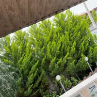 اجاره-سالانه-ویلای-مبله