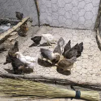 جوجه محلی|حیوانات مزرعه|لیکک, |دیوار