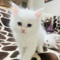 فروش بچه گربه پرشین دوماهه