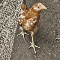 جوجه مرغ نژاد گلین|حیوانات مزرعه|بندر انزلی, تربه گوده|دیوار