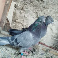 گفتر|پرنده|شهرکرد, |دیوار