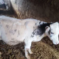 گوساله نر