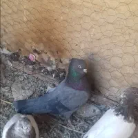 کبوتر|پرنده|آشتیان, |دیوار