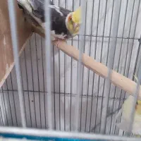 عروس هلندی با جوجه معاوضه با گرینچیک|پرنده|قرچک, باقرآباد|دیوار