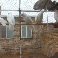 6عدد کبوتر|پرنده|معصومیه, |دیوار