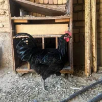 ۵ عدد خروس مشکی استرالپ ۶ ماهه