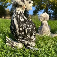 ابریشمی سلطان کوشین پولند سبرایت بوف برهما