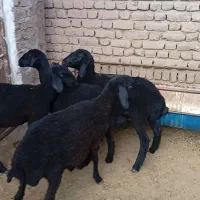 فروش 4راس بر ماده افشار
