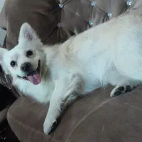 سگ نژاد اشپیتز