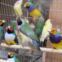 ۳جفت فنچ گلدین