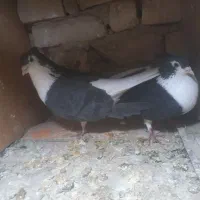 باسلام چند عددکبوترساده کالولی وساده سیاوافشون