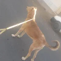 سگ عراقی نگهبان