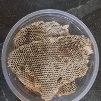 خرید وفروش عسل خشک|خوردنی و آشامیدنی|درب بهشت, |دیوار