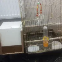 پرنده فروشی