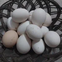 تخم مرغ رسمی تازه و گرم