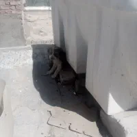 توله سگ