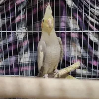 عروس هلندی|پرنده|قرچک, شهرک طلائیه|دیوار