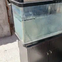 اکواریوم