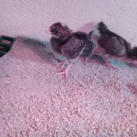 جوجه یک روزه تا یک ماهه