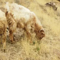 بزغاله های پرگوشت هم عراقی هم معمولی برای قربانی|حیوانات مزرعه|ماکو, |دیوار