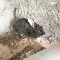 خرگوش ماده