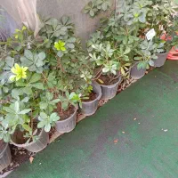 گیاهان باغچه ای با کیفیت فوق العاده|گل و گیاه طبیعی|تهران, شاهین|دیوار