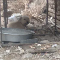 سگ اشپیدز شناسنامه دار