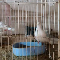 کبوتر|پرنده|مشهد, کوشش|دیوار