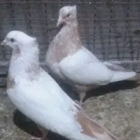 تعدادی کبوتر نر وماده هم جفتی هم تکی|پرنده|تاکستان, |دیوار