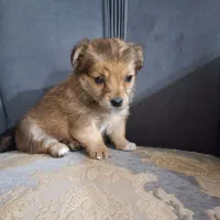 پامر اشپیز واگذاری