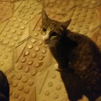 واگذاری گربه