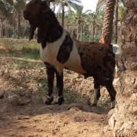 یک عدد بز پاکستانی نر|حیوانات مزرعه|شادگان, |دیوار