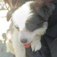 پامر اشپیتز